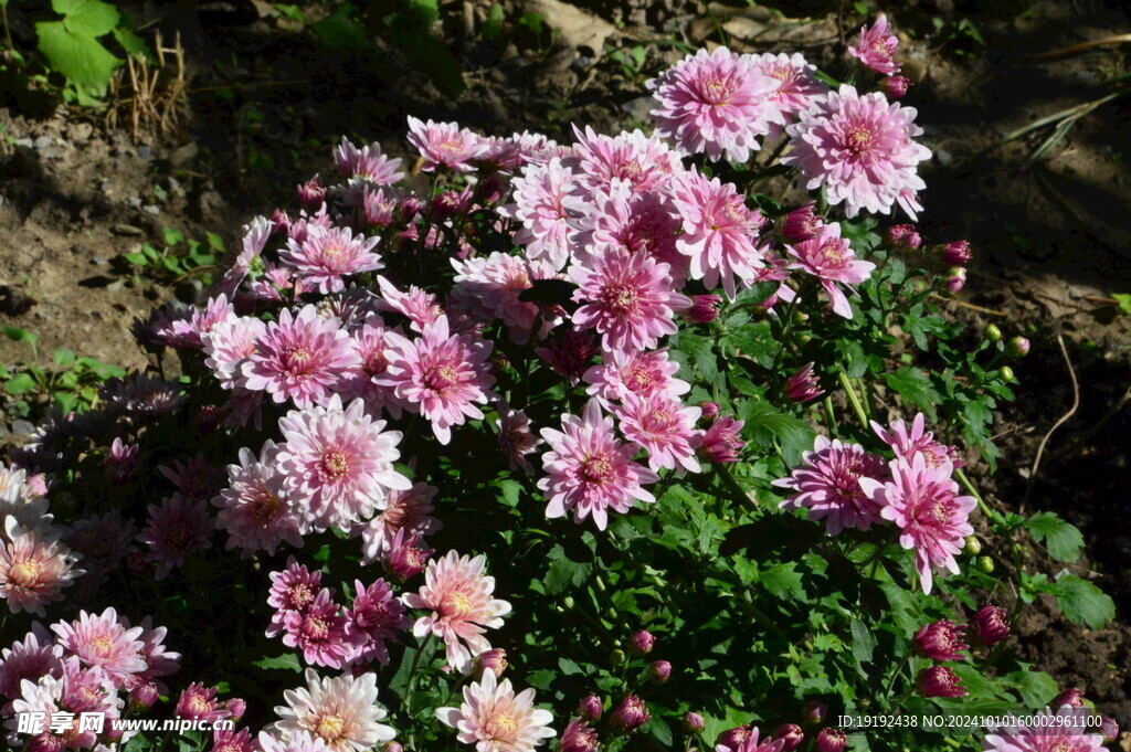 菊花  