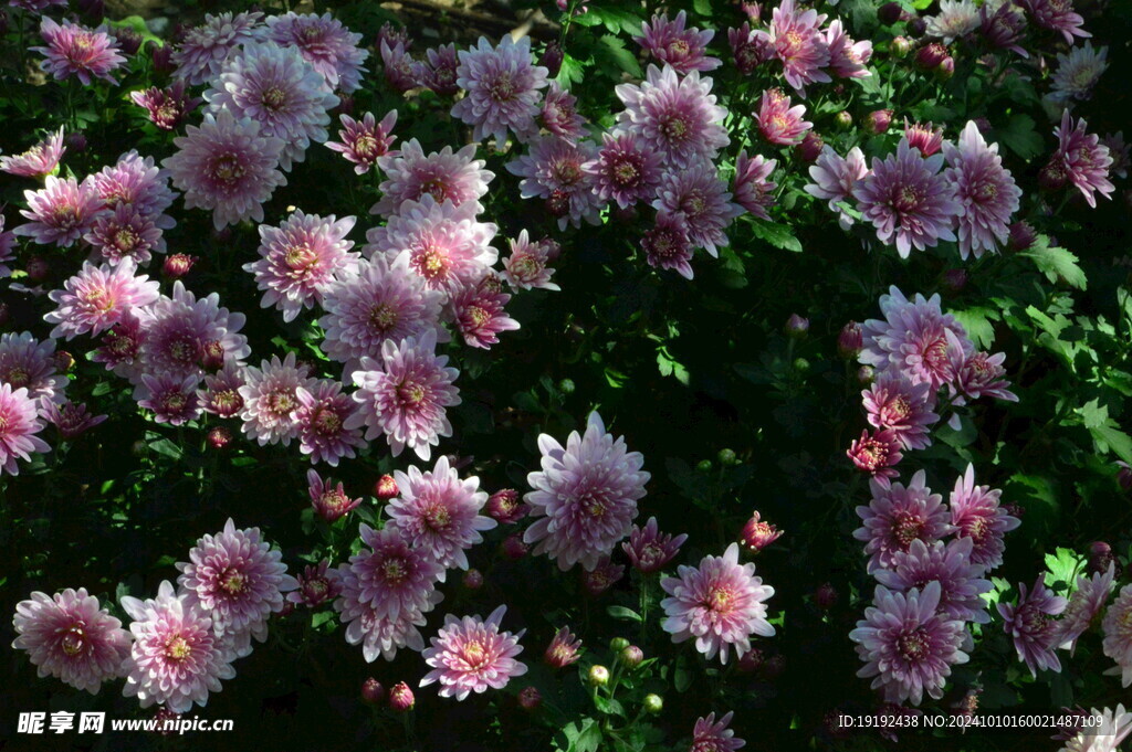 菊花 