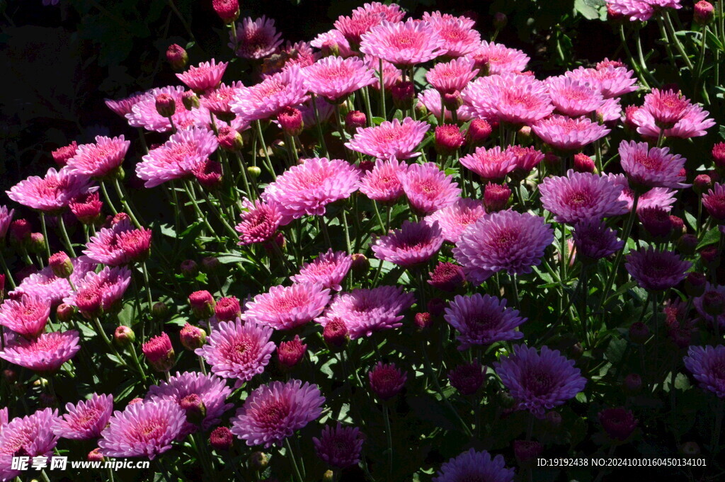 菊花  
