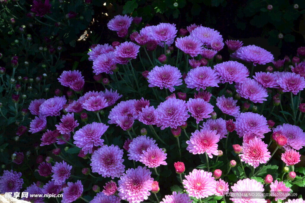 菊花  