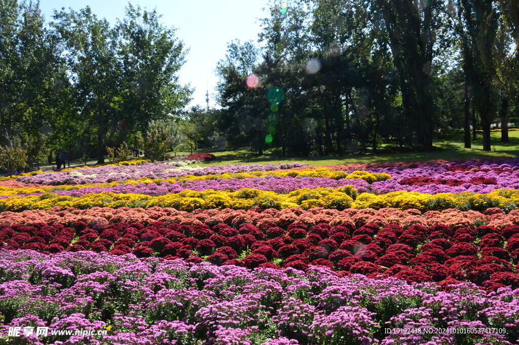 菊花  
