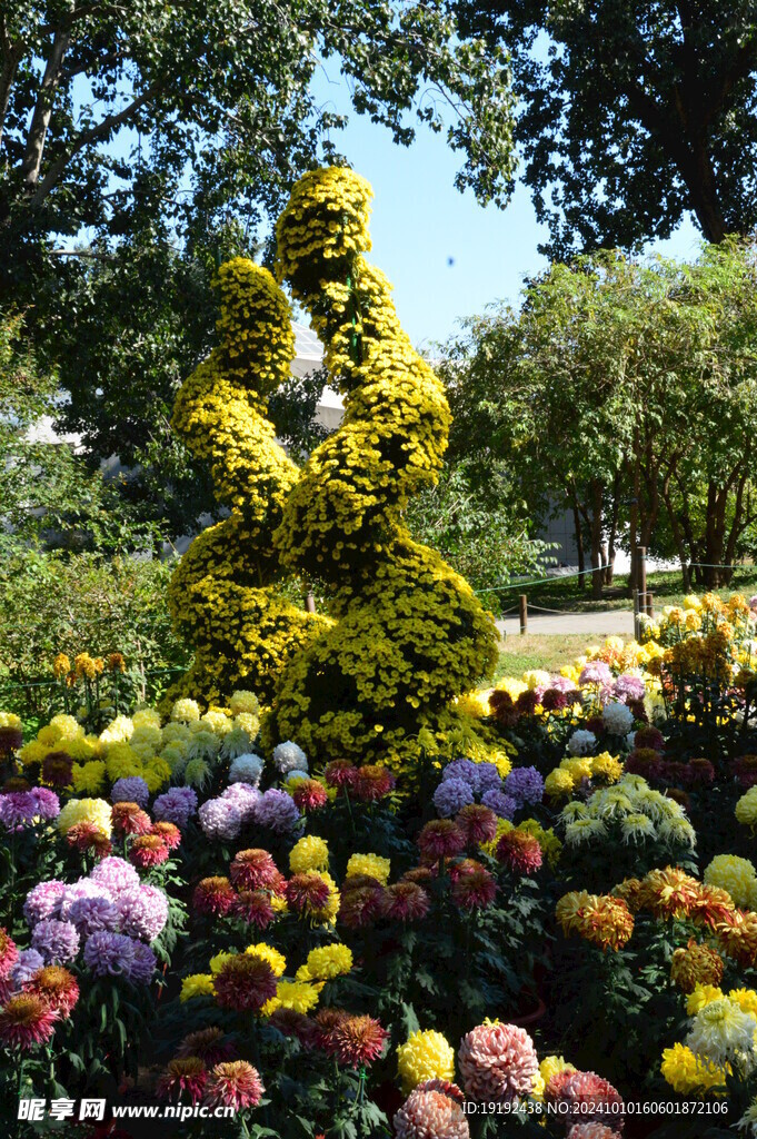 菊花 