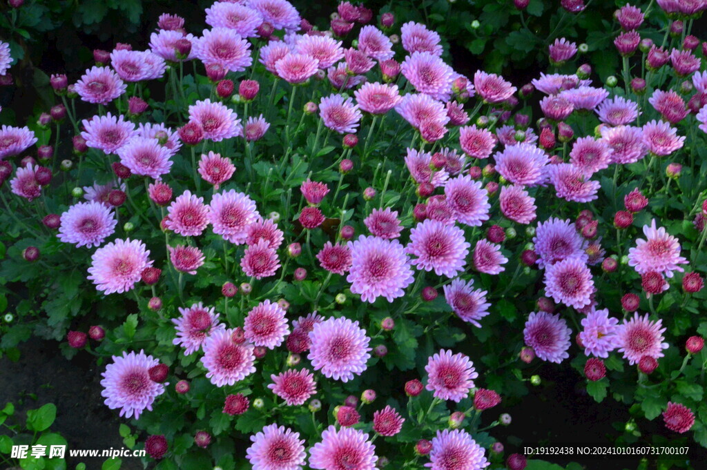 菊花 