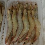 虾