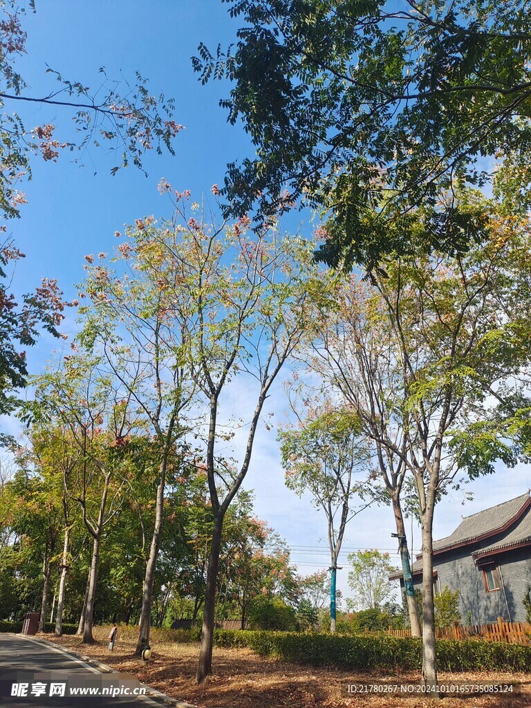 树林