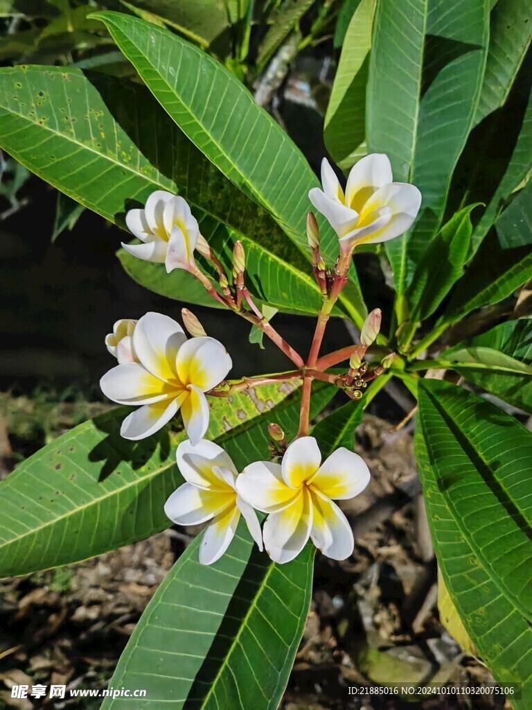 鸡蛋花 