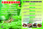 批发活体蚂蚱