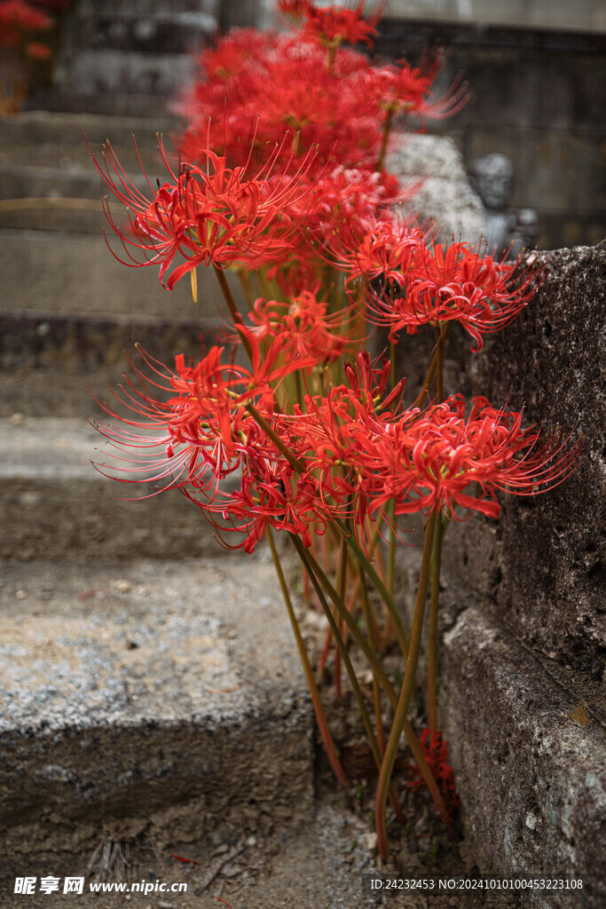 彼岸花