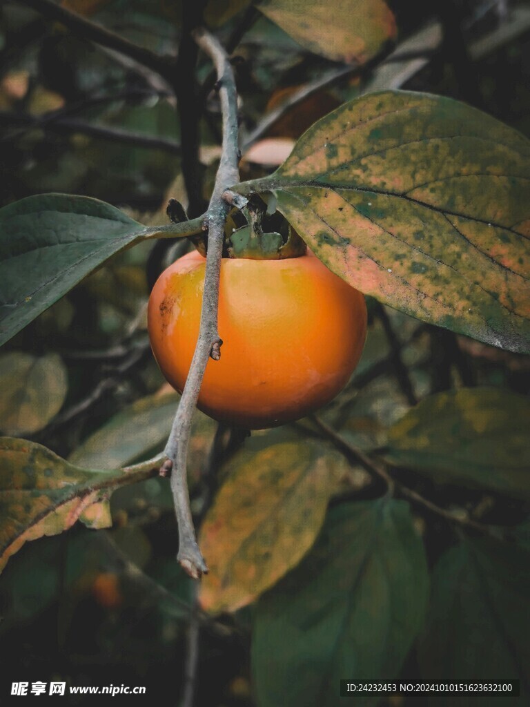 柿子 