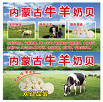 牛羊奶贝