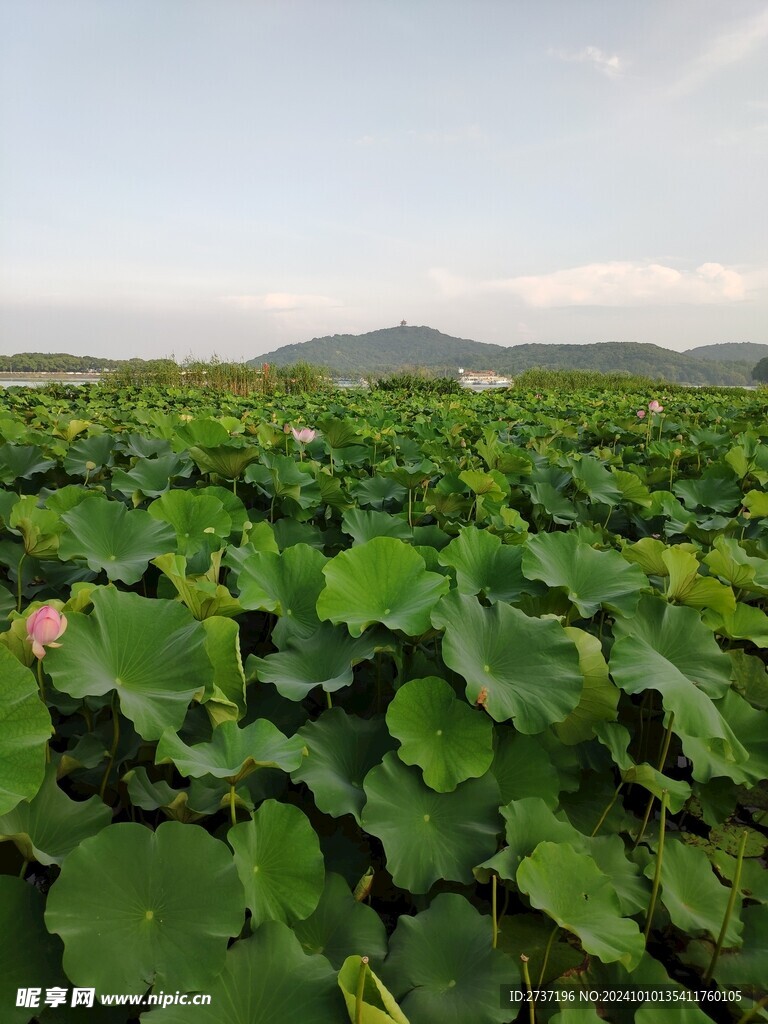 荷花池