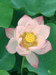 荷花莲花