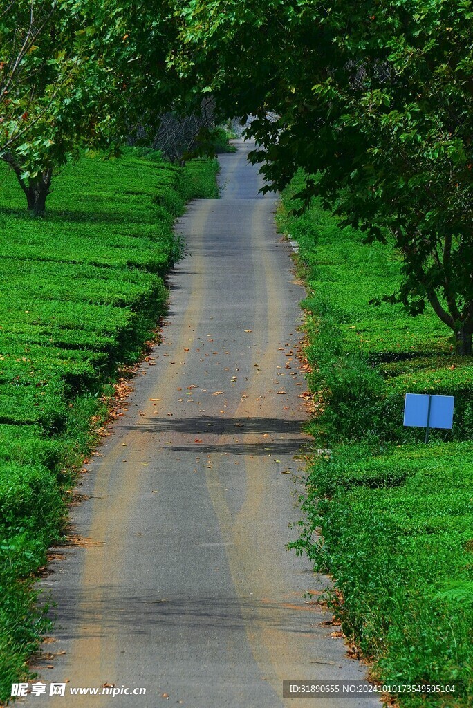 茶园小路