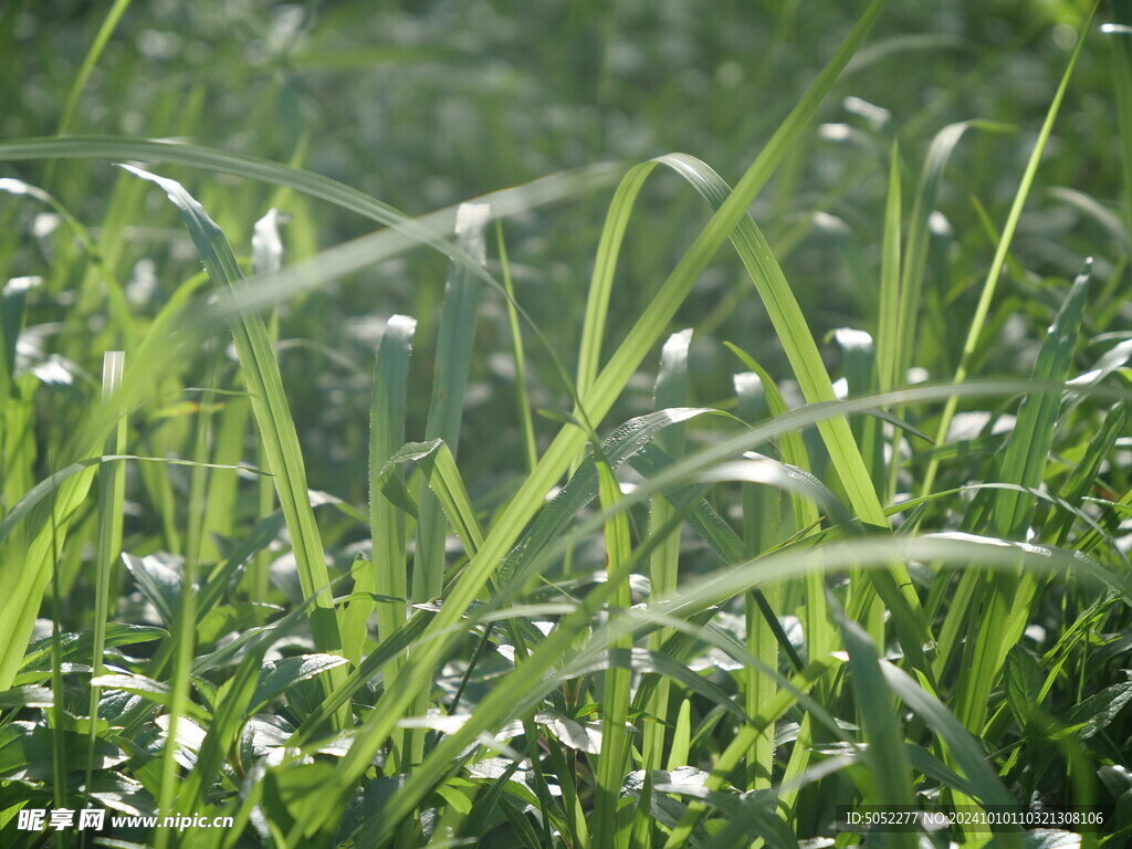 草地特写