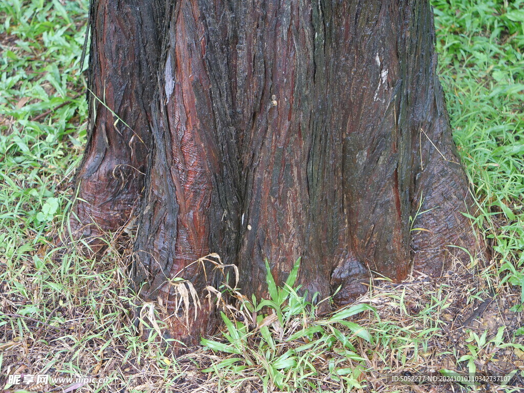 草地树根