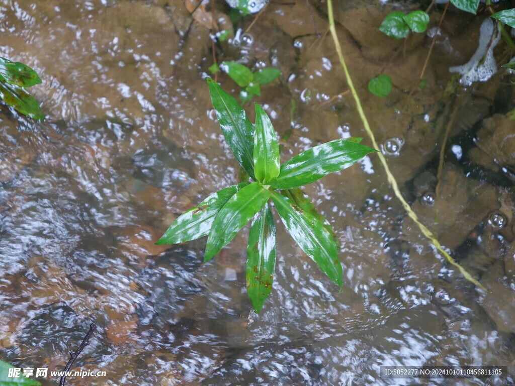 小溪绿植