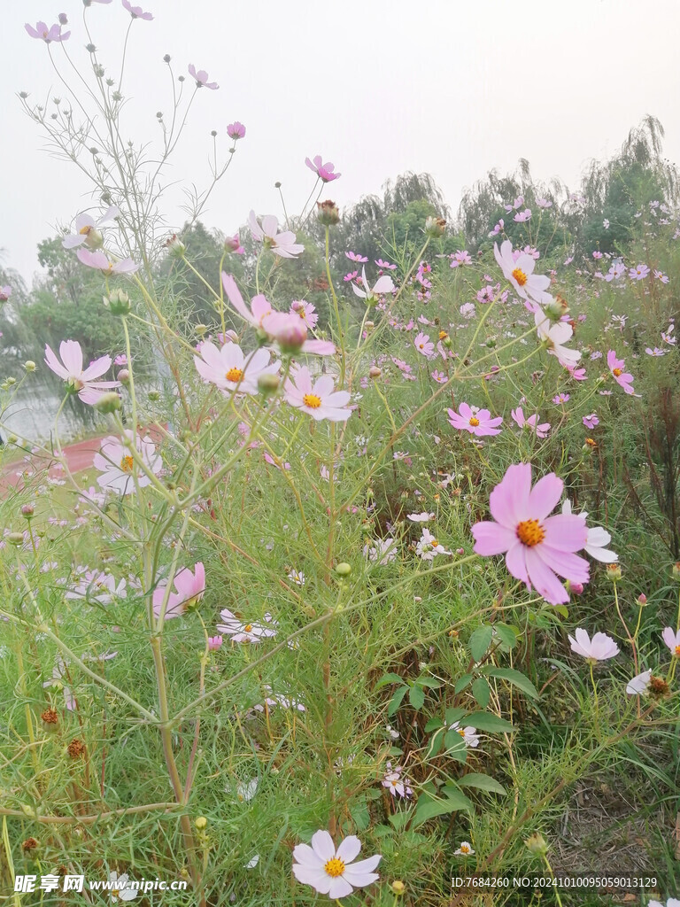 格桑花  波斯菊  秋英