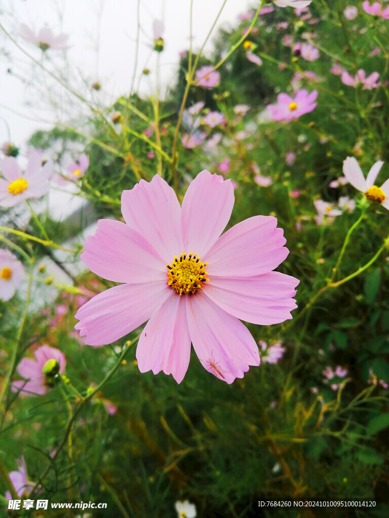 格桑花  波斯菊  秋英