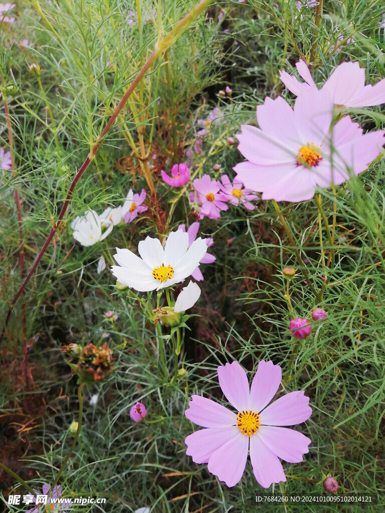 格桑花  波斯菊  秋英