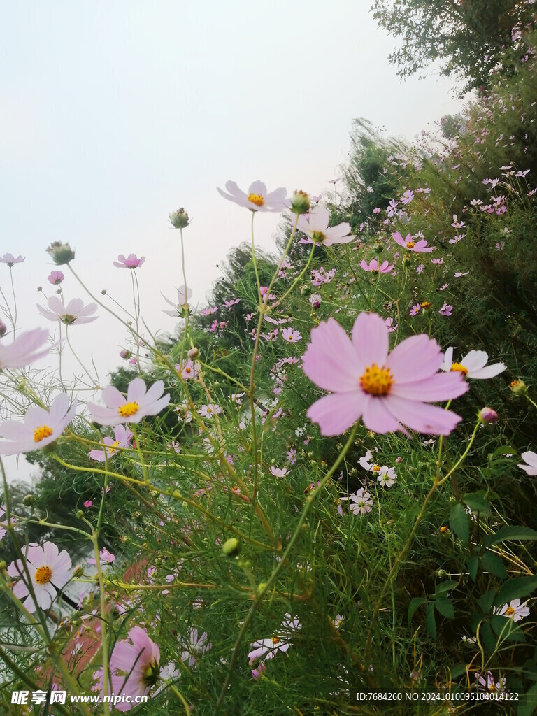 格桑花  波斯菊  秋英