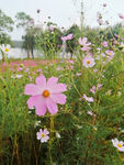 格桑花  波斯菊  秋英