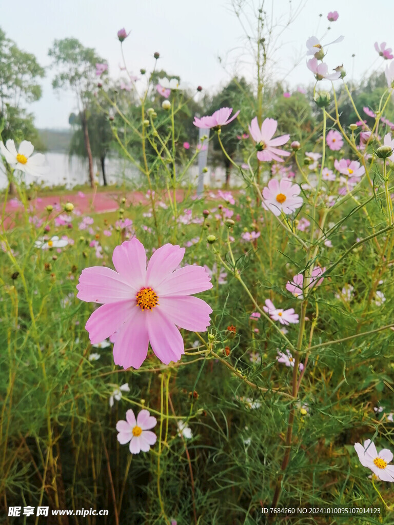 格桑花  波斯菊  秋英