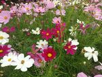 格桑花