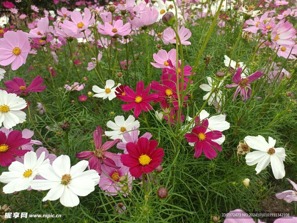 格桑花