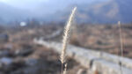 狗尾巴草