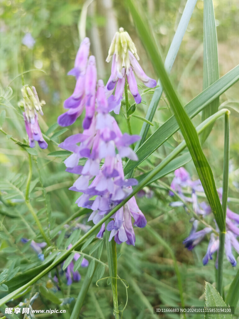 紫藤花