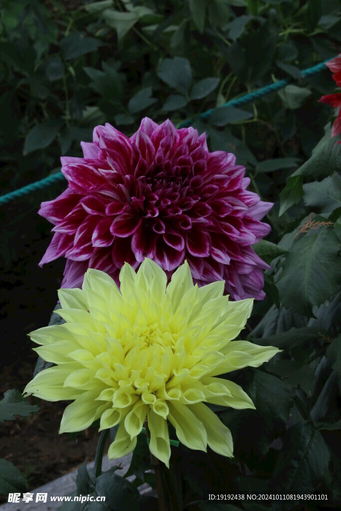 大丽花 