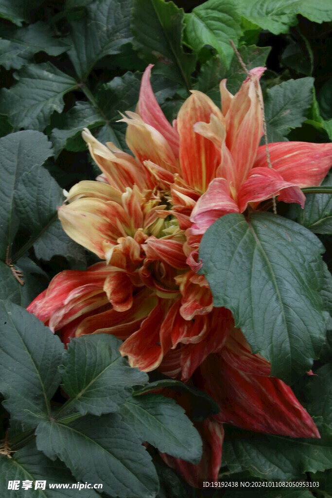 大丽花  