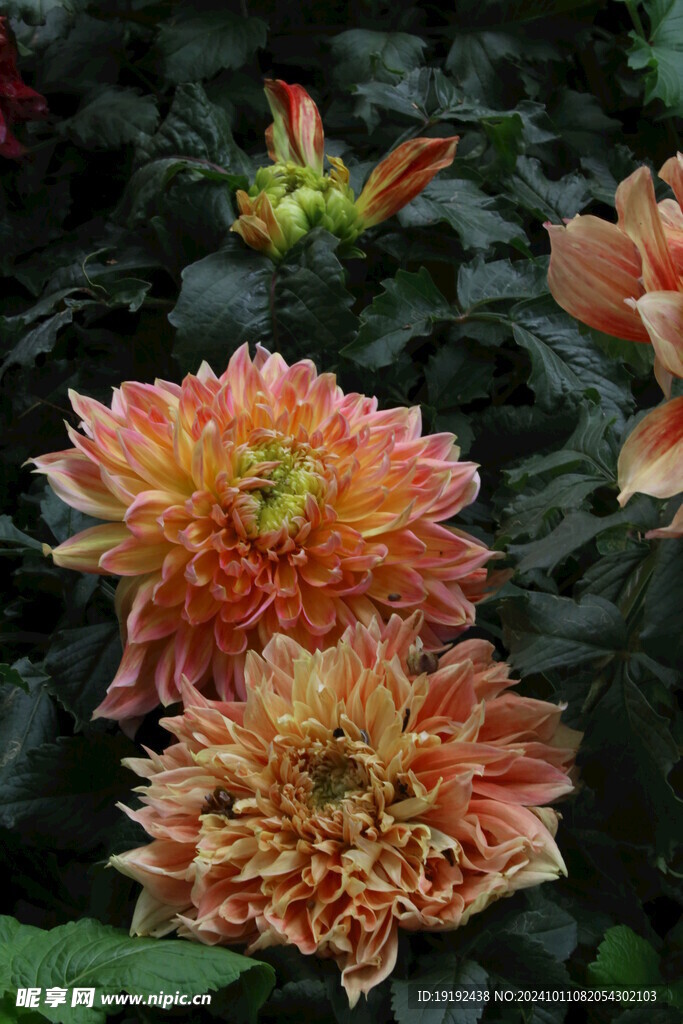 大丽花  