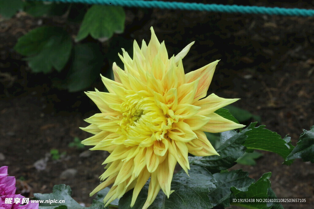 大丽花  