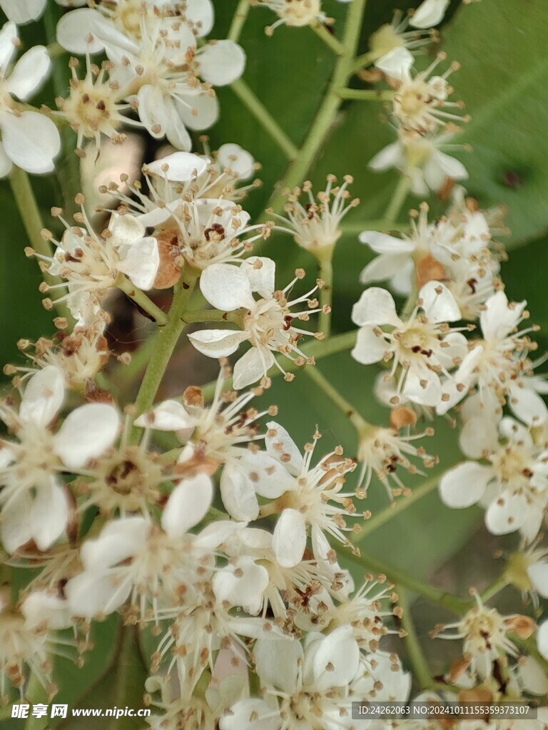 山楂花