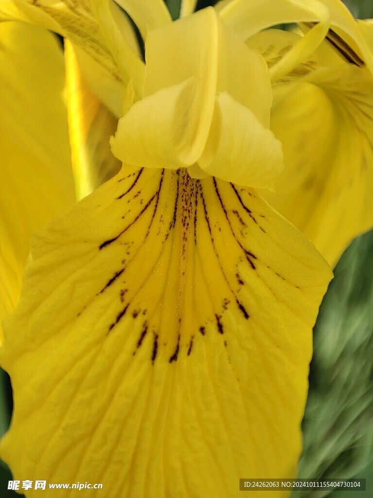 鹫尾花特写