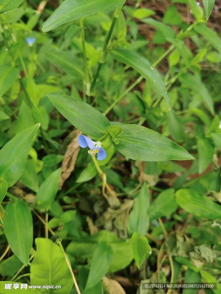 鸭跖草