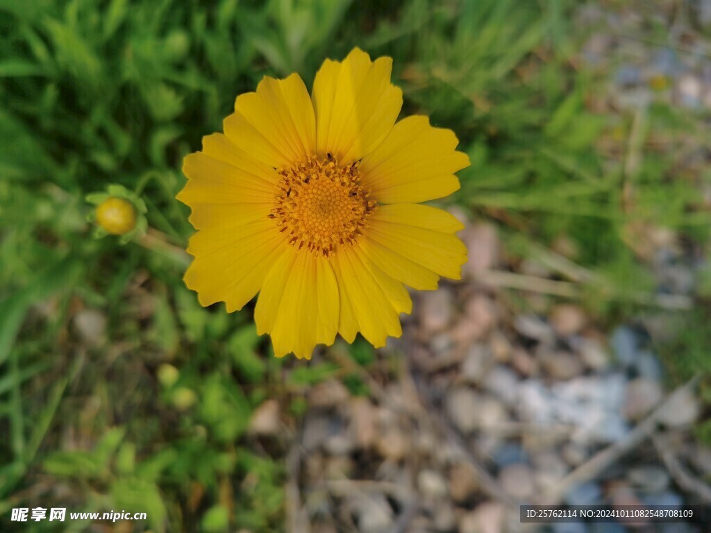 金鸡菊