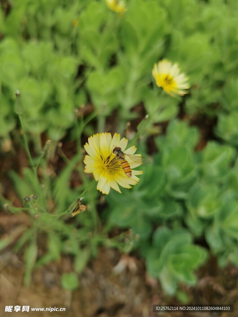 中华苦荬菜