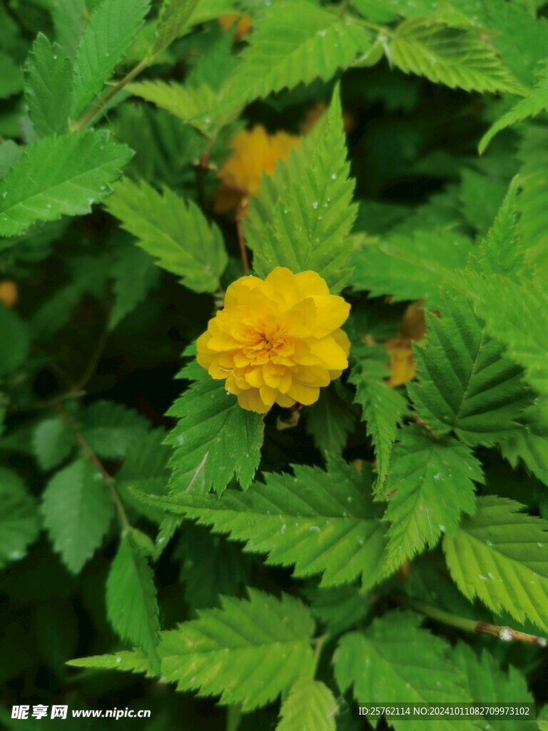 重瓣椂海棠