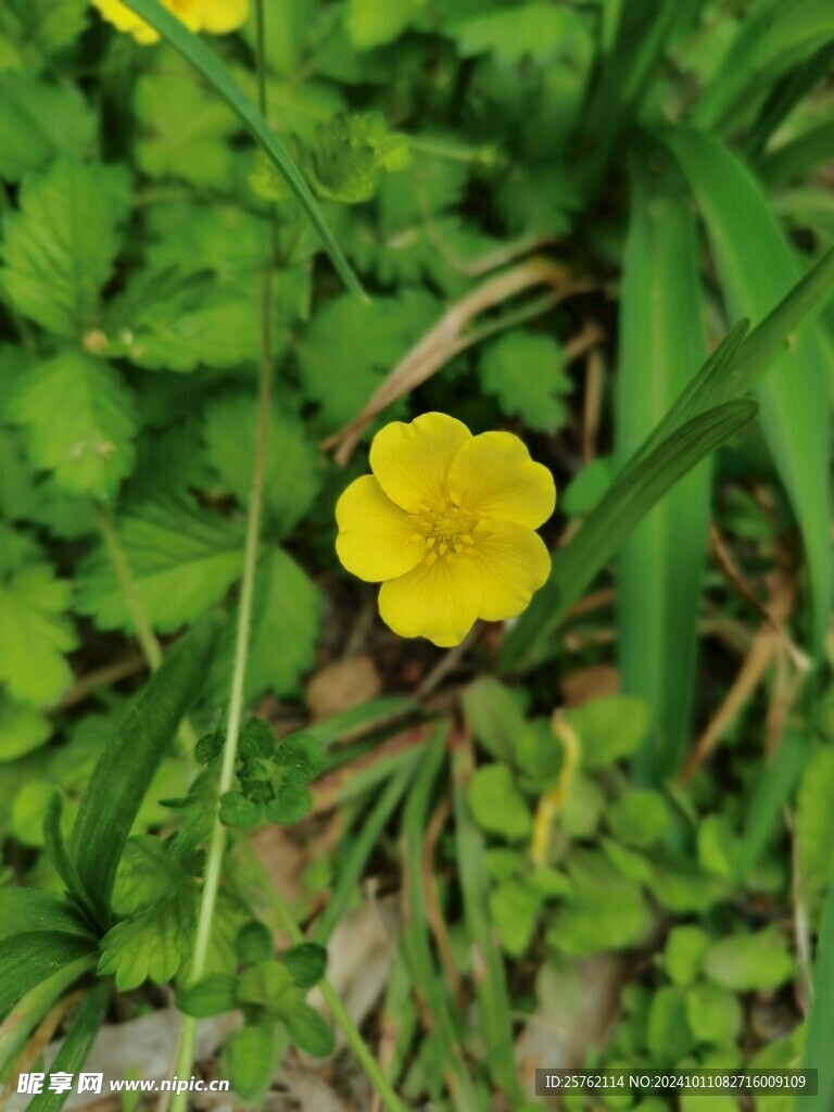 绢毛匍匐委陵菜