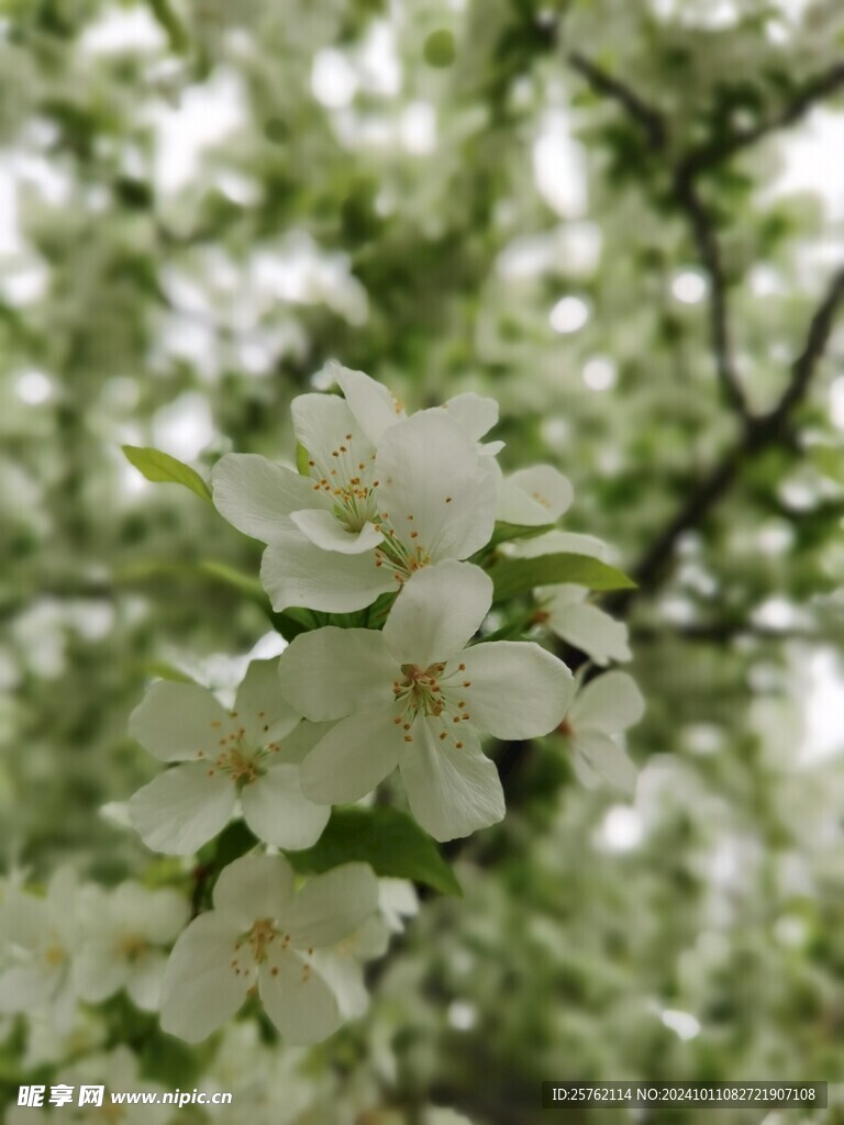 湖北海棠