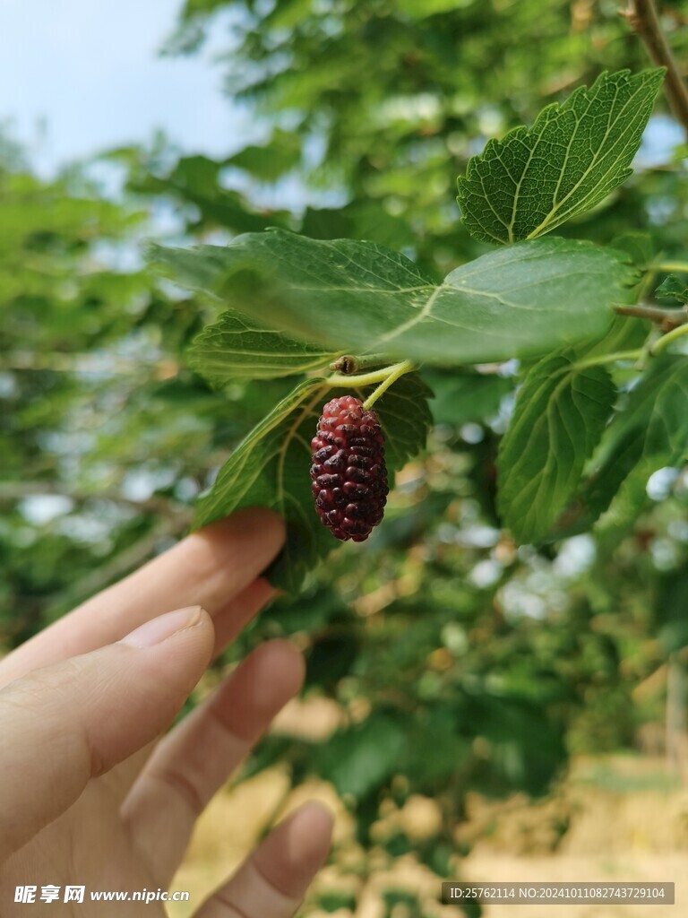 未成熟的桑葚