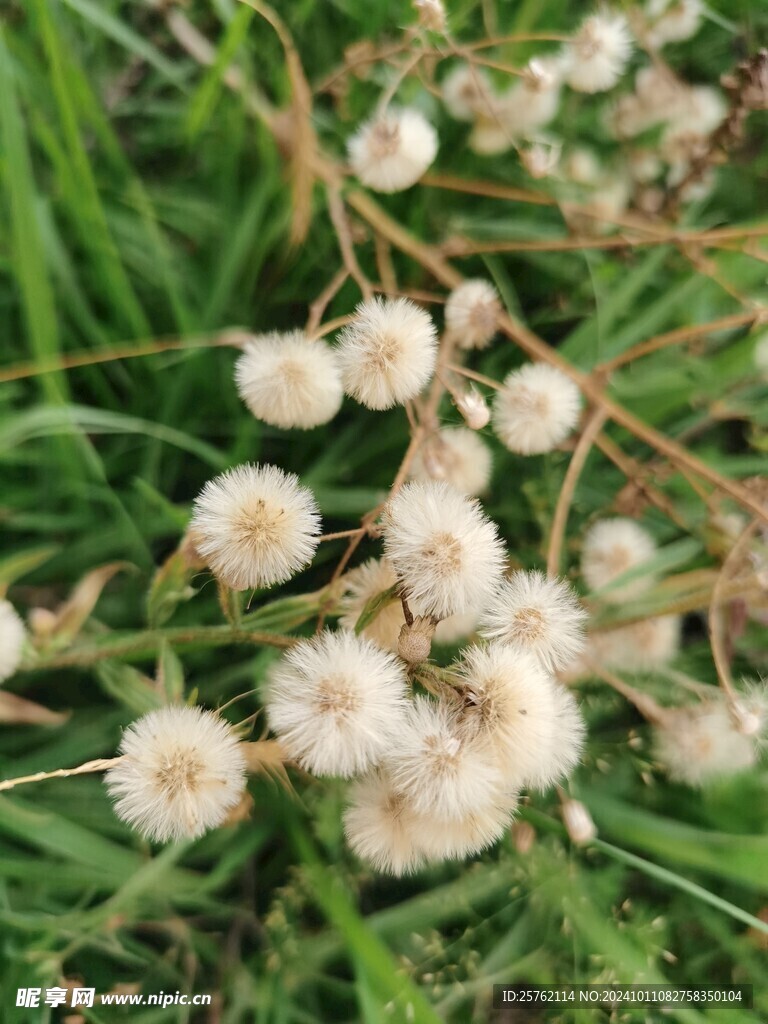 香丝草