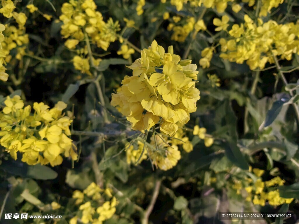 欧洲油菜