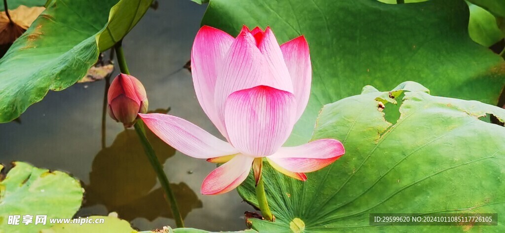 荷花 