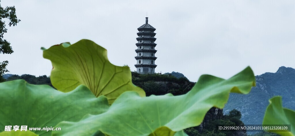   荷叶 