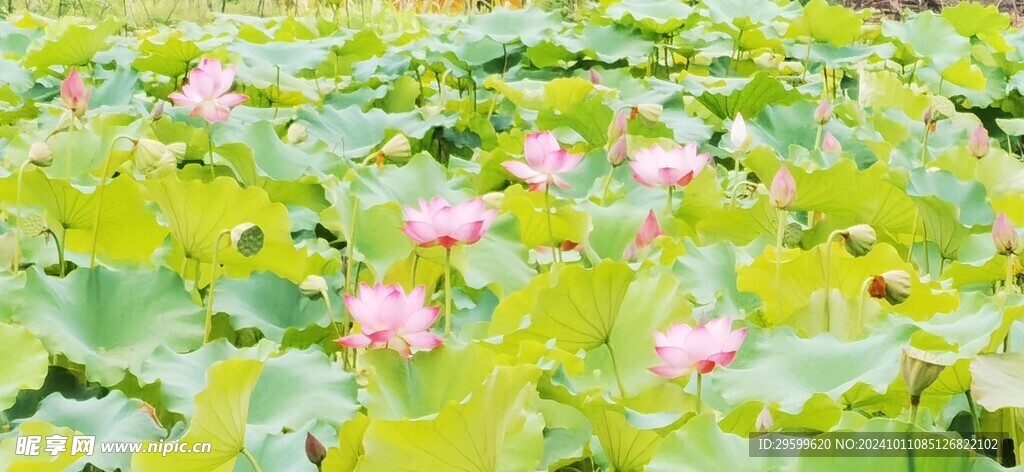 荷花 