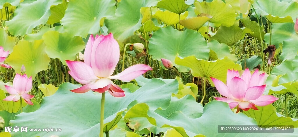 荷花  