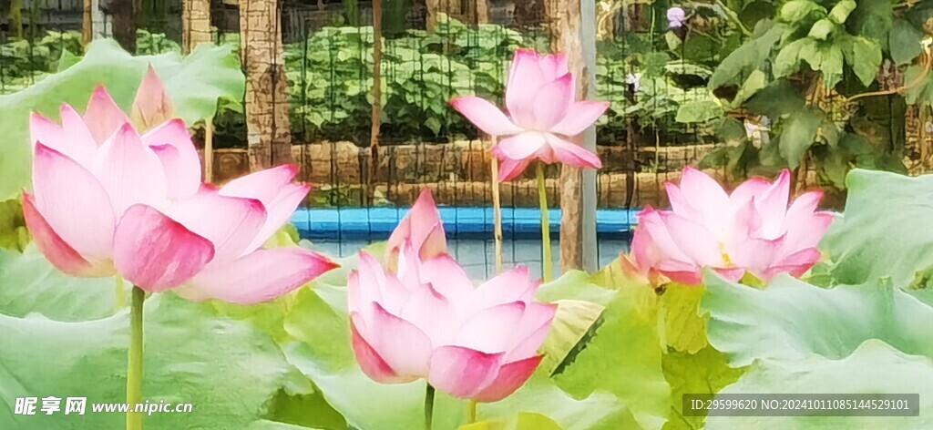 荷花  